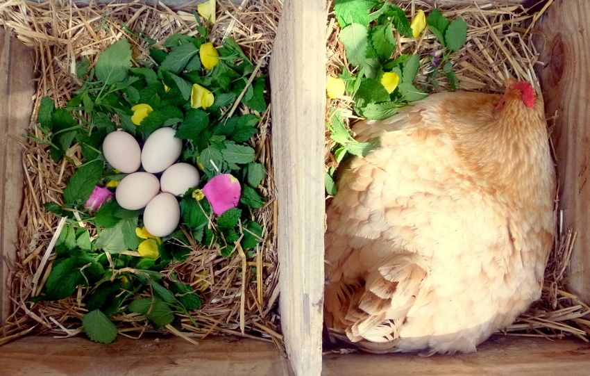 Nest til æglæggende høner med egne hænder: fotos, størrelser, tip