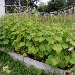 Haver for doven: fotos og anbefalinger til oprettelse af en have