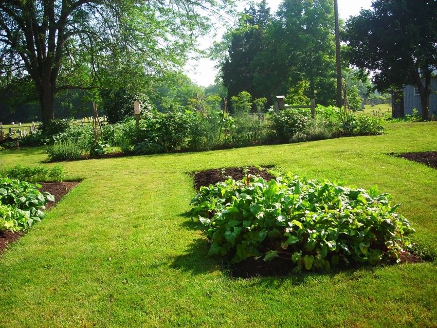 Haver for doven: fotos og anbefalinger til oprettelse af en have