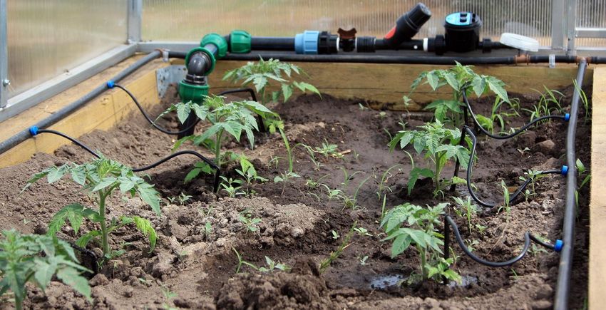 Dråbevanding fra tønde til drivhus: garanti for en god høst i mange år