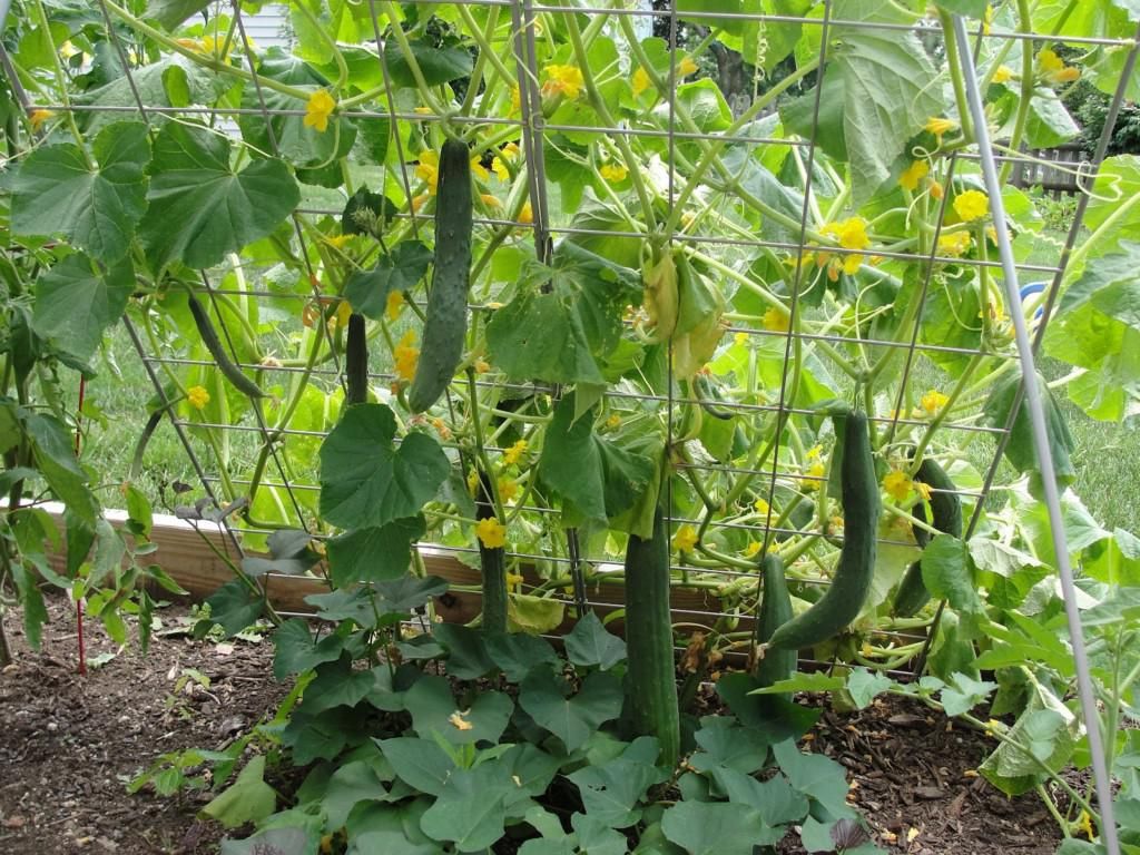 Tapet til agurker: En enkel og bekvem måde at få en fremragende høst på
