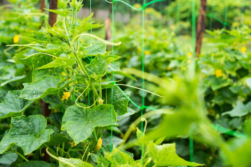 Tapet til agurker: En enkel og bekvem måde at få en fremragende høst på