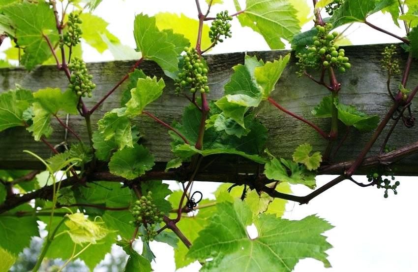 Trellier til druer: optimal støtte til klatreplanter