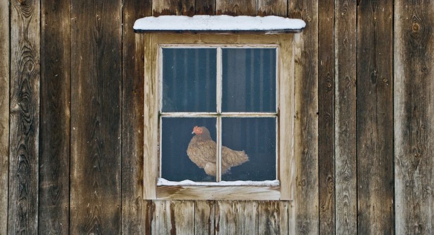 Vinter kylling coop med dine egne hænder på 20 kyllinger: funktioner og tips til fremstilling