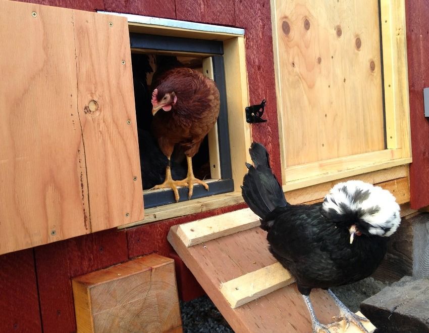 Vinter kylling coop med dine egne hænder på 20 kyllinger: funktioner og tips til fremstilling